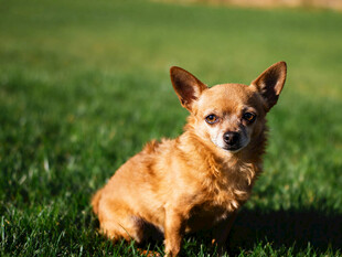 草地上的可爱吉娃娃