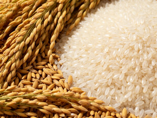 金黄稻穗与饱满白米