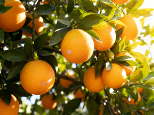 枝头饱满的成熟橙子