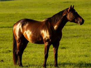 草原上的健硕骏马