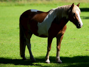 草地上的棕白相间骏马