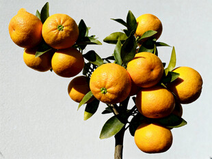 枝头硕果累累的新鲜橘子