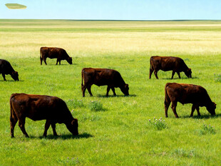 草原上的牛群悠然吃草