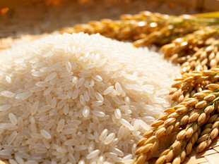 白米与稻穗的丰收景象