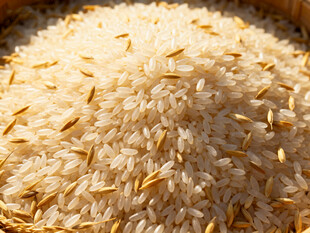 金黄饱满的优质大米