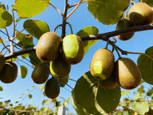 枝头挂满鲜嫩猕猴桃