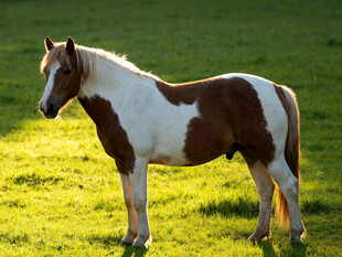 草地上的棕白相间骏马