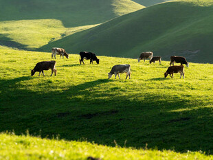草原上的牛群悠然吃草