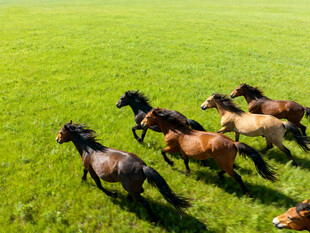 草原上奔腾的骏马群