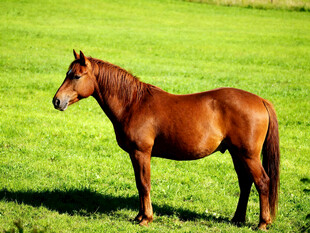 草原上的棕色骏马