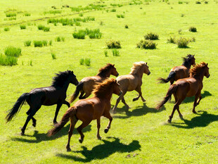 草原骏马奔腾