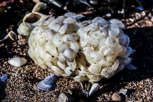 奇特海生生物特写