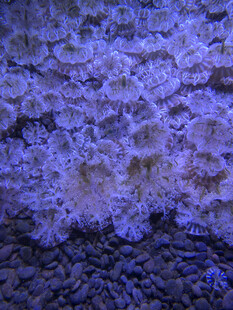 多彩珊瑚纹理特写