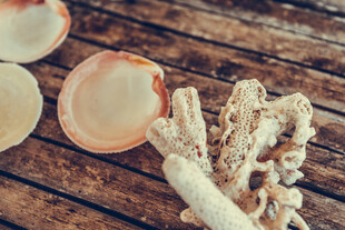 木质背景上的贝壳与珊瑚