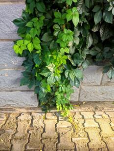 石墙边的翠绿藤蔓植物