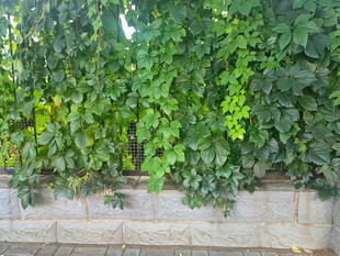 墙边繁茂绿植景观