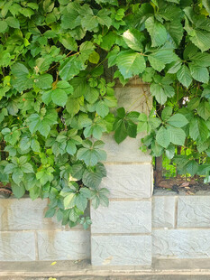 爬山虎