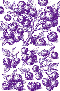 蓝莓果子植物手绘插画