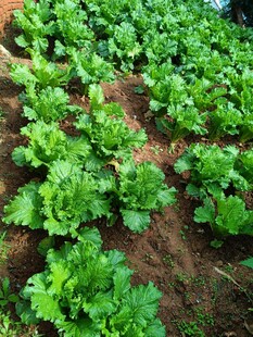 菜园里鲜嫩的绿色蔬菜