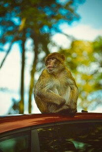 车顶休憩的猴子