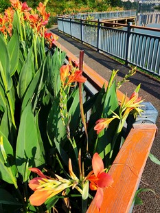 路边绽放的鲜艳橙色花朵图片