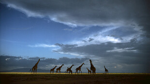 草原上的长颈鹿群