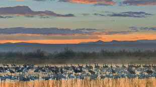 夕阳下的候鸟栖息地