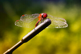 红蜻蜓栖息于细长物体上