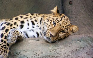 趴着休息的花豹