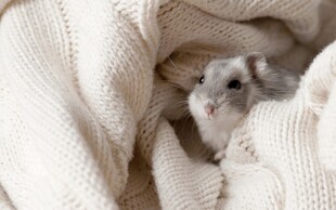 毛毯中可爱的小仓鼠