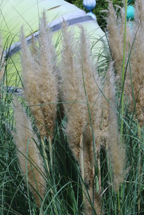 蒲苇  