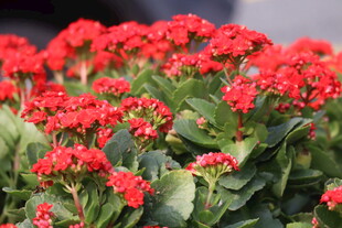 长寿花