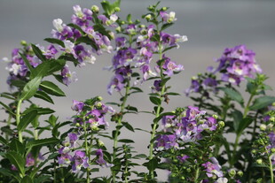 天使花