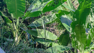 香蕉植株的繁茂景象