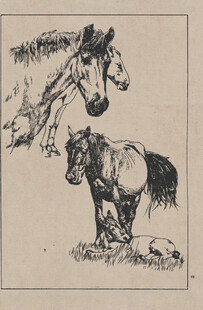 两匹马的黑白素描画