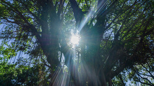 阳光穿透树林的美好景象