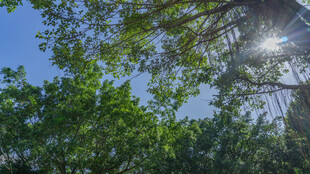 阳光透过枝叶洒下的美景