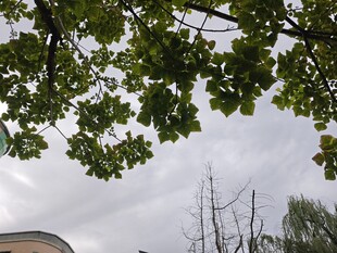 枝叶间的天空与建筑