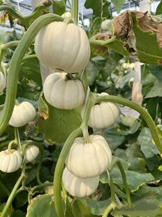 南瓜栽培