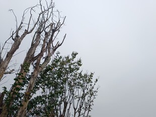 枯树与绿树对比景象