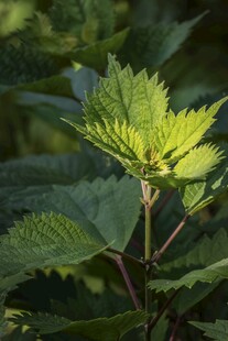 嫩绿叶片的植物特写