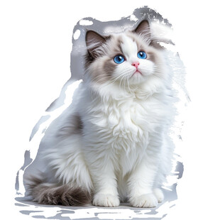 可爱布偶猫