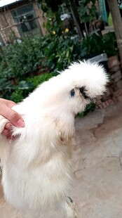 可爱白毛鸡被人轻托