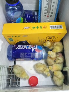 刚出壳的小鸡仔