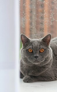 窗边灰猫凝视镜头