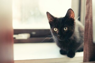 窗边黑猫好奇张望