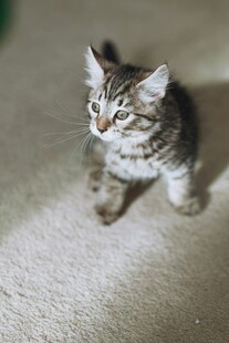 可爱小猫咪好奇张望