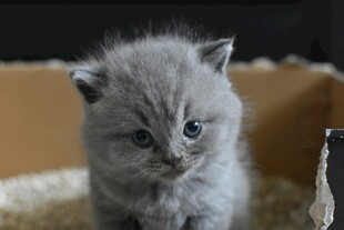 可爱灰毛小猫呆萌模样