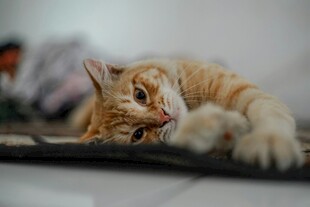 慵懒橘猫惬意趴卧