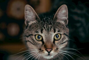 可爱虎斑猫特写